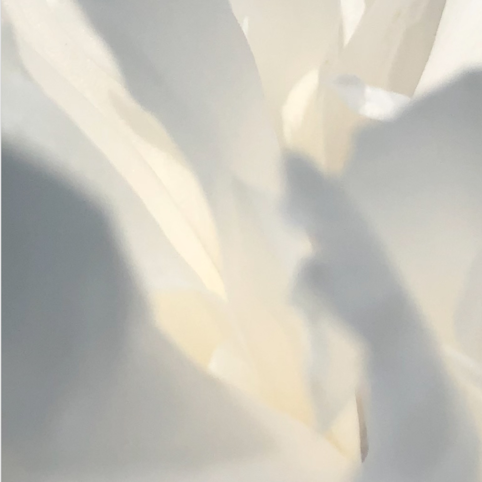abstract image from closeup of white peony petals