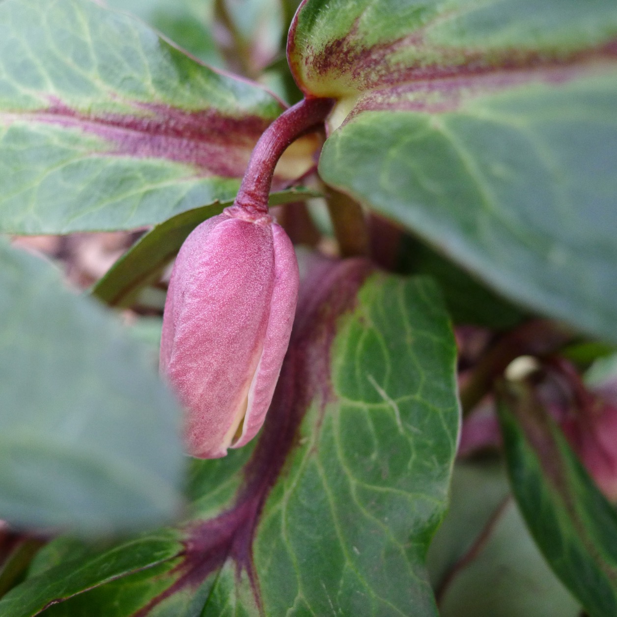 Small pink flower bud surrounded by green leaves
