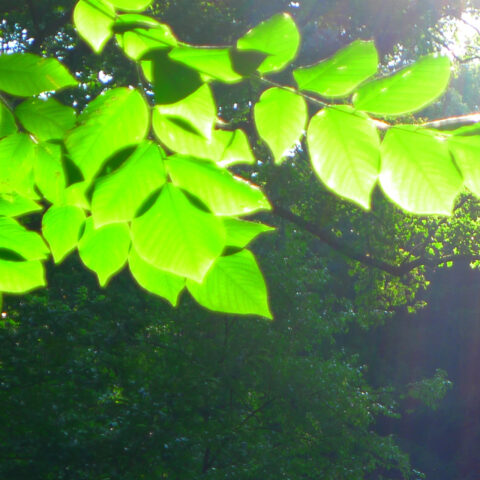 Tree leaves lit bright green by sunlight