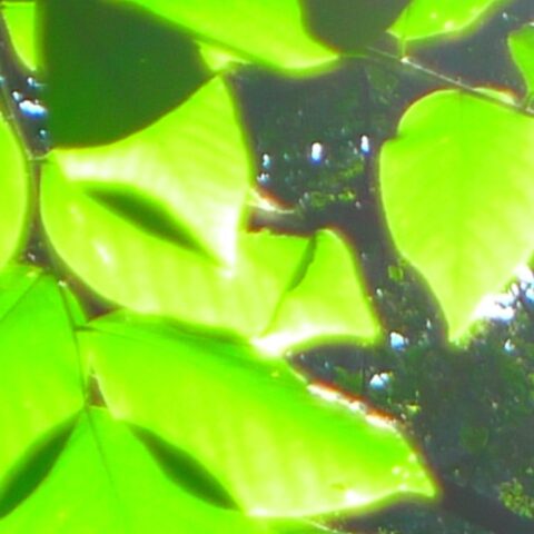 green leaves backlit by sun, so close up it is abstract