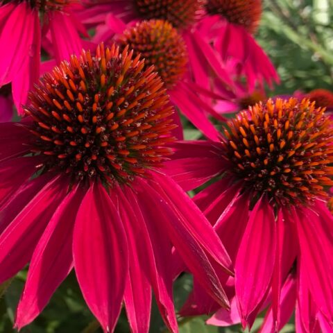close up of deep red daises with pointy centers