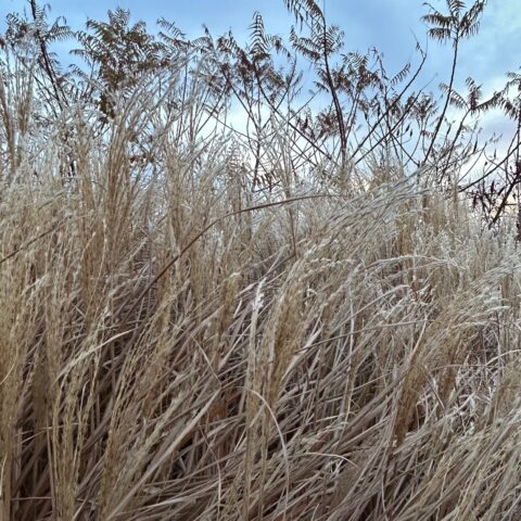 Dry wheat-colored grass against a blue sky