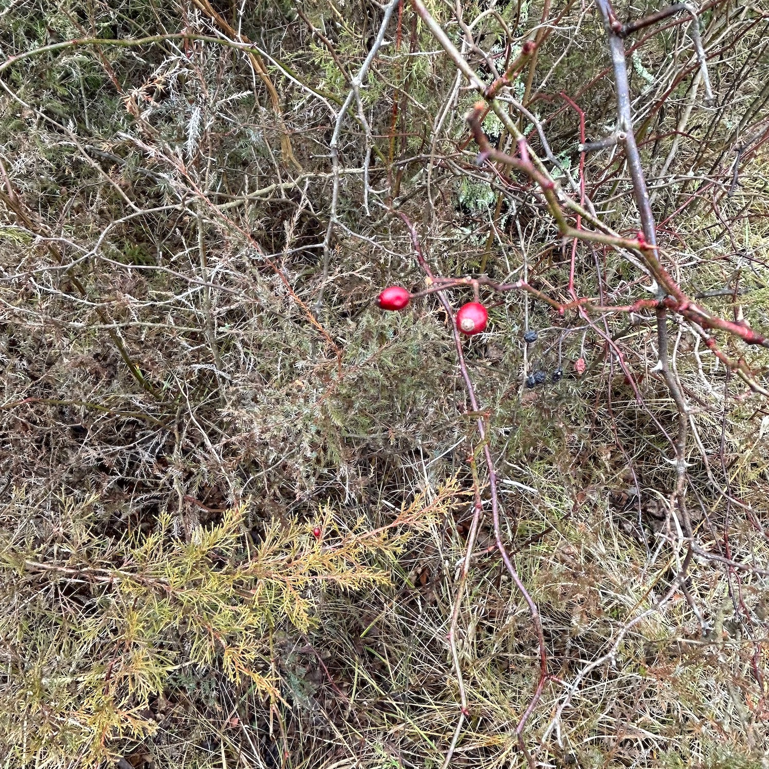 Two bright pink berries in a brown-green field