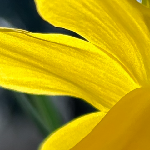 Extreme closeup of a yellow flower (a daffodil) on a green background, so close it is abstract.