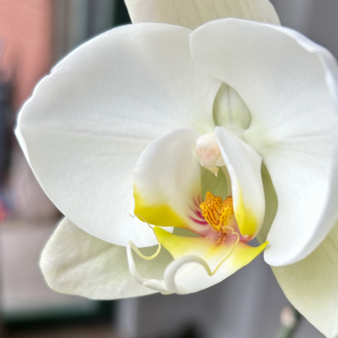 White orchid bloom