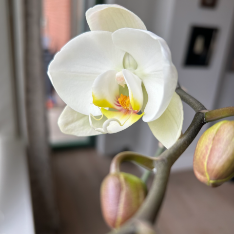 White orchid bloom with two buds
