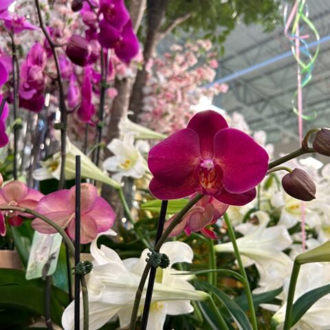 Orchids in a grocery store