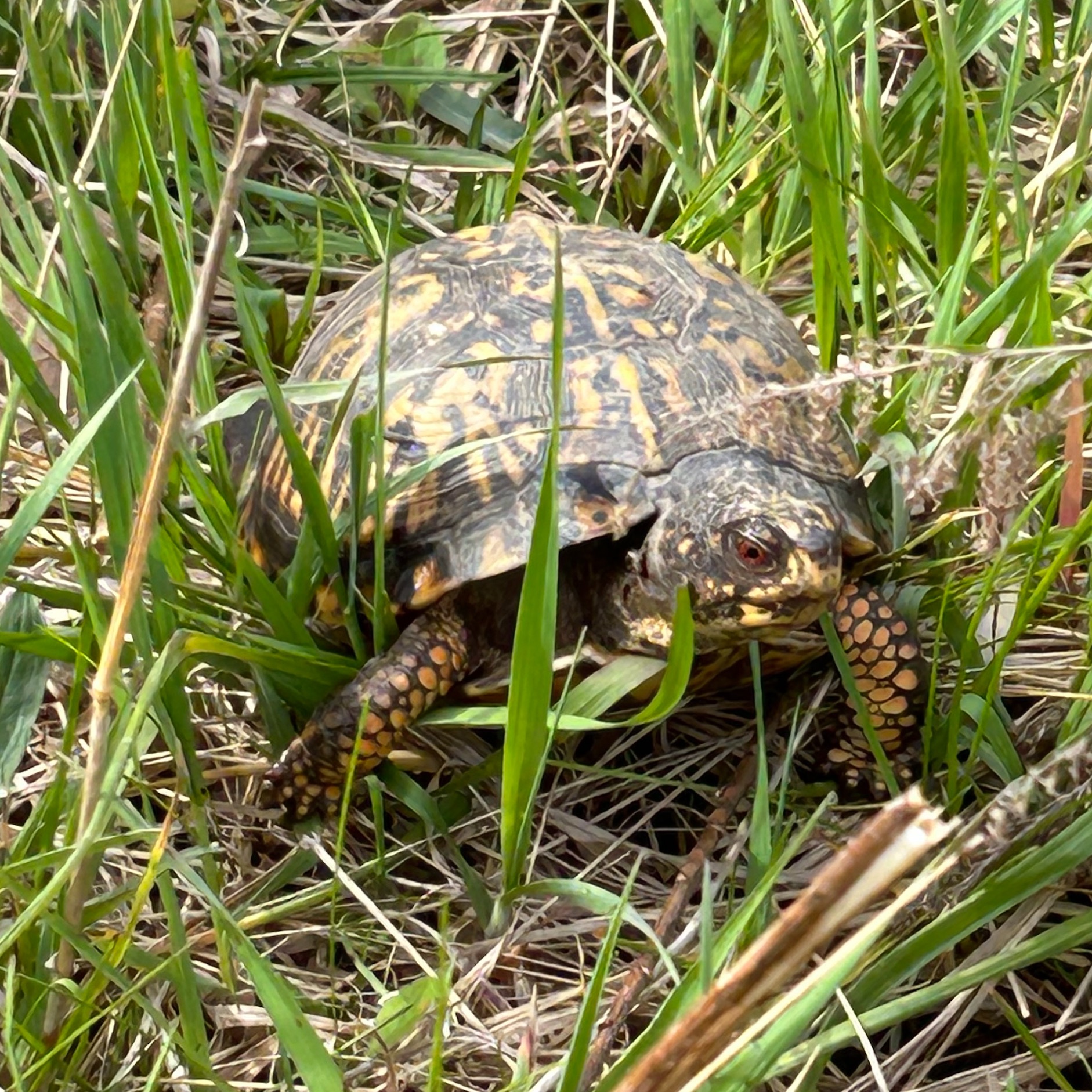 A box turtle in grass, from the front