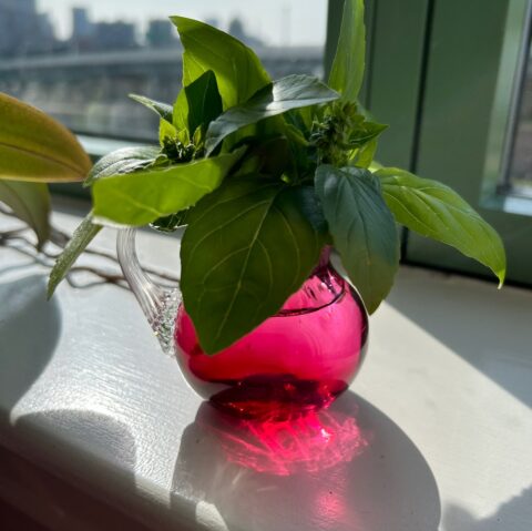 Stems of basil in a small pink glass vase, with sunshine streaming through the glass