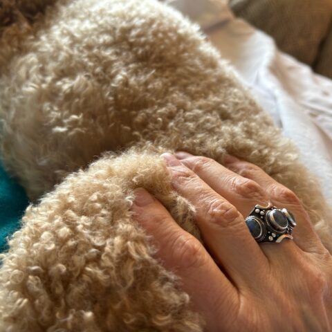 Closeup of a goldendoodle's fur with a hand on the fur