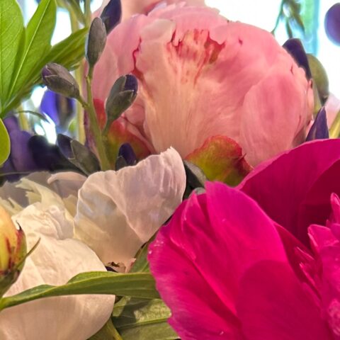 closeup of bright pink, pale pink, and white peony flowers, with green leaves and little blue flowers