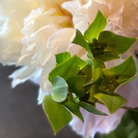 closeup of ruffled white peony petals with a small green flower