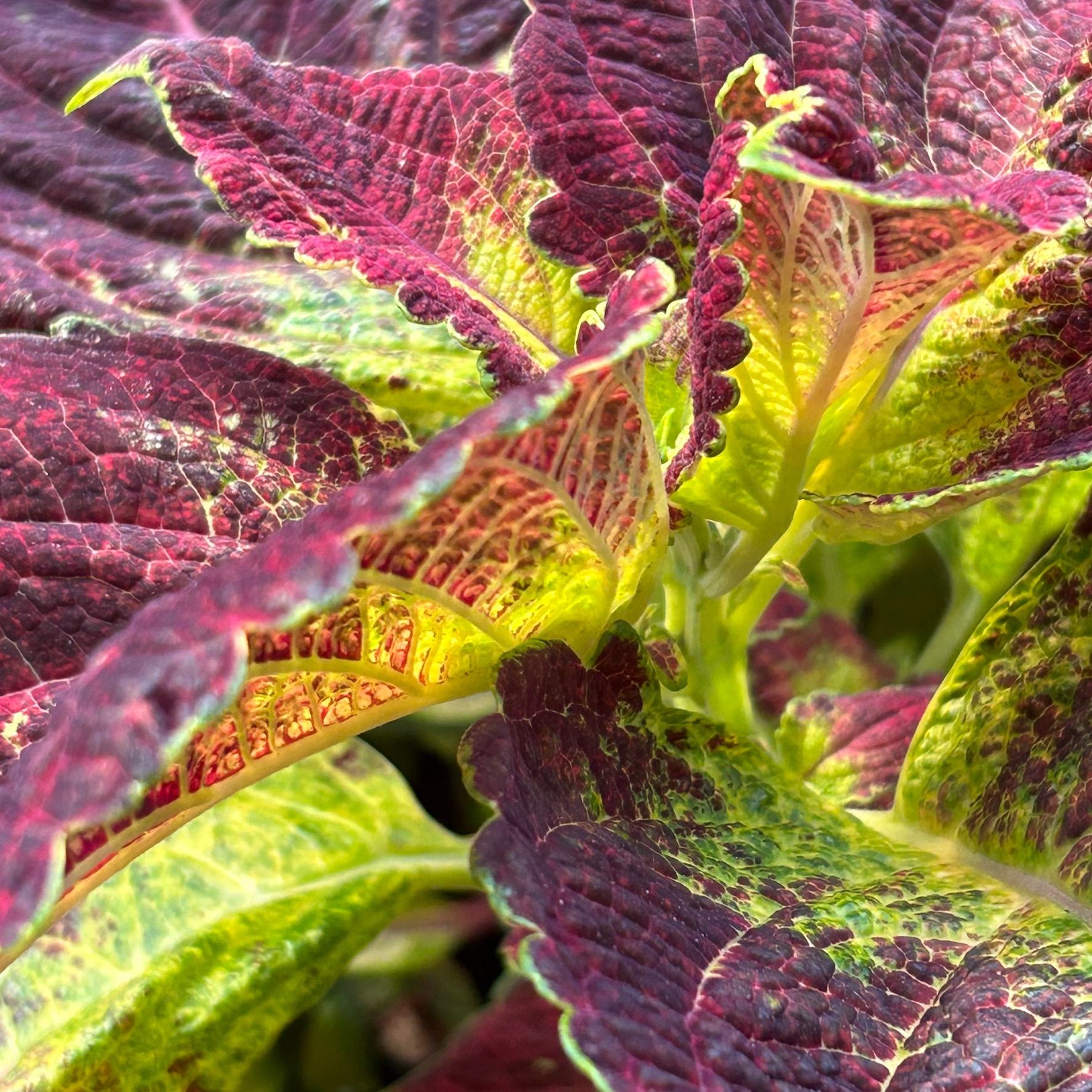 Closeup of green and maroon coleus leaves
