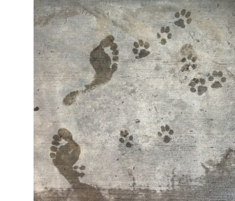 wet footprints and paw prints on concrete 