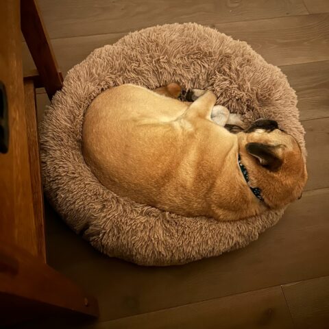 Roxie, a fawn color pug/chow mix, sleeping curled up in her round bed.