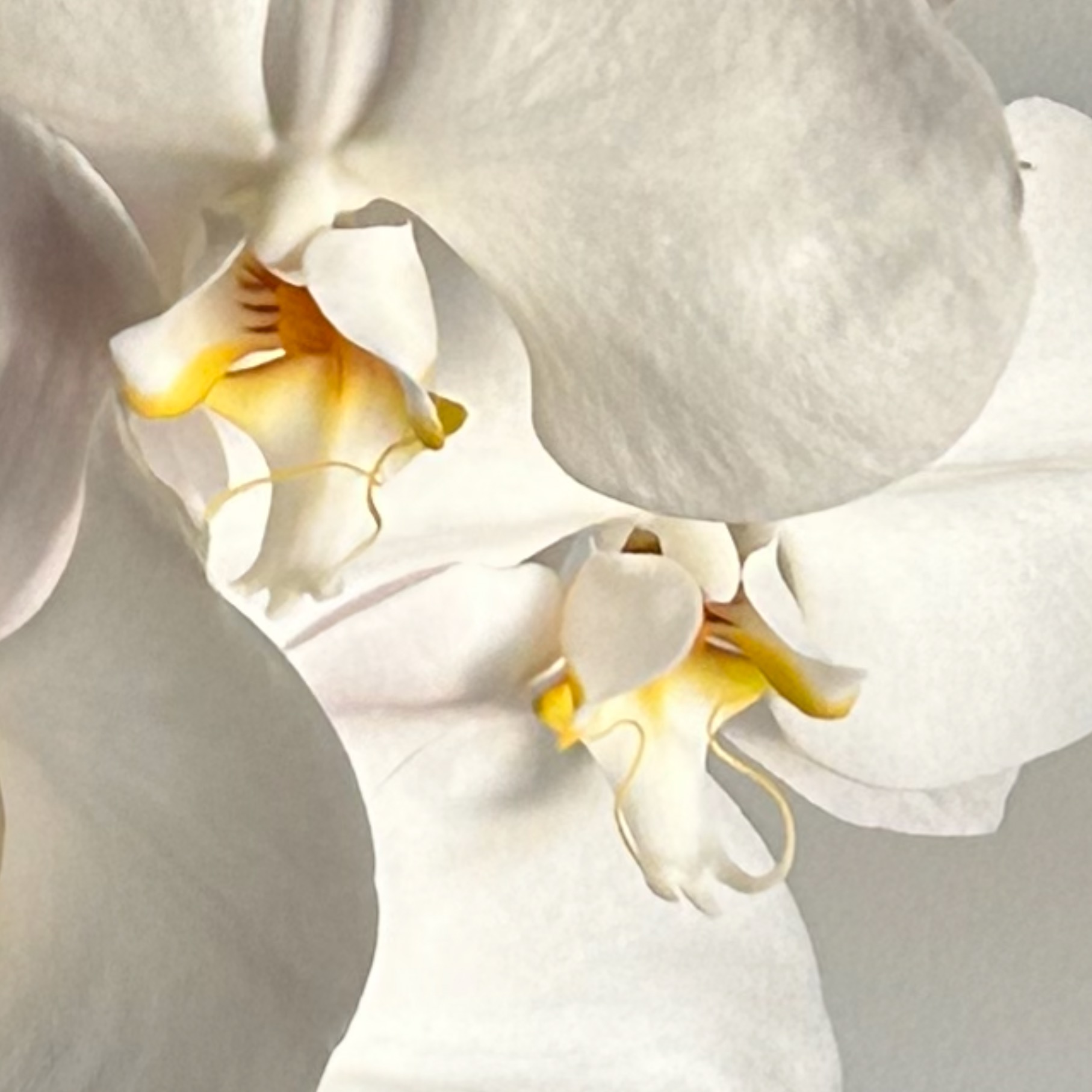 two white orchids with yellow centers