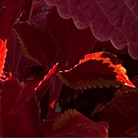Close up of deep red Coleus during the golden hour, with lines of scarlett