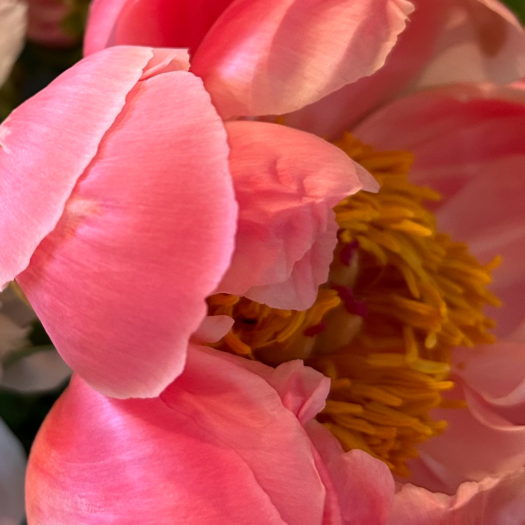 Close up of the pink petals of a peony
