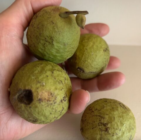 Jule's hand holding four green fresh fallen walnuts