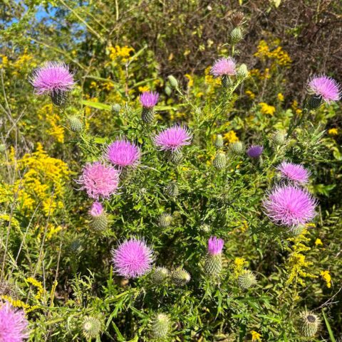Purple-pink thistle blossoms in a green field