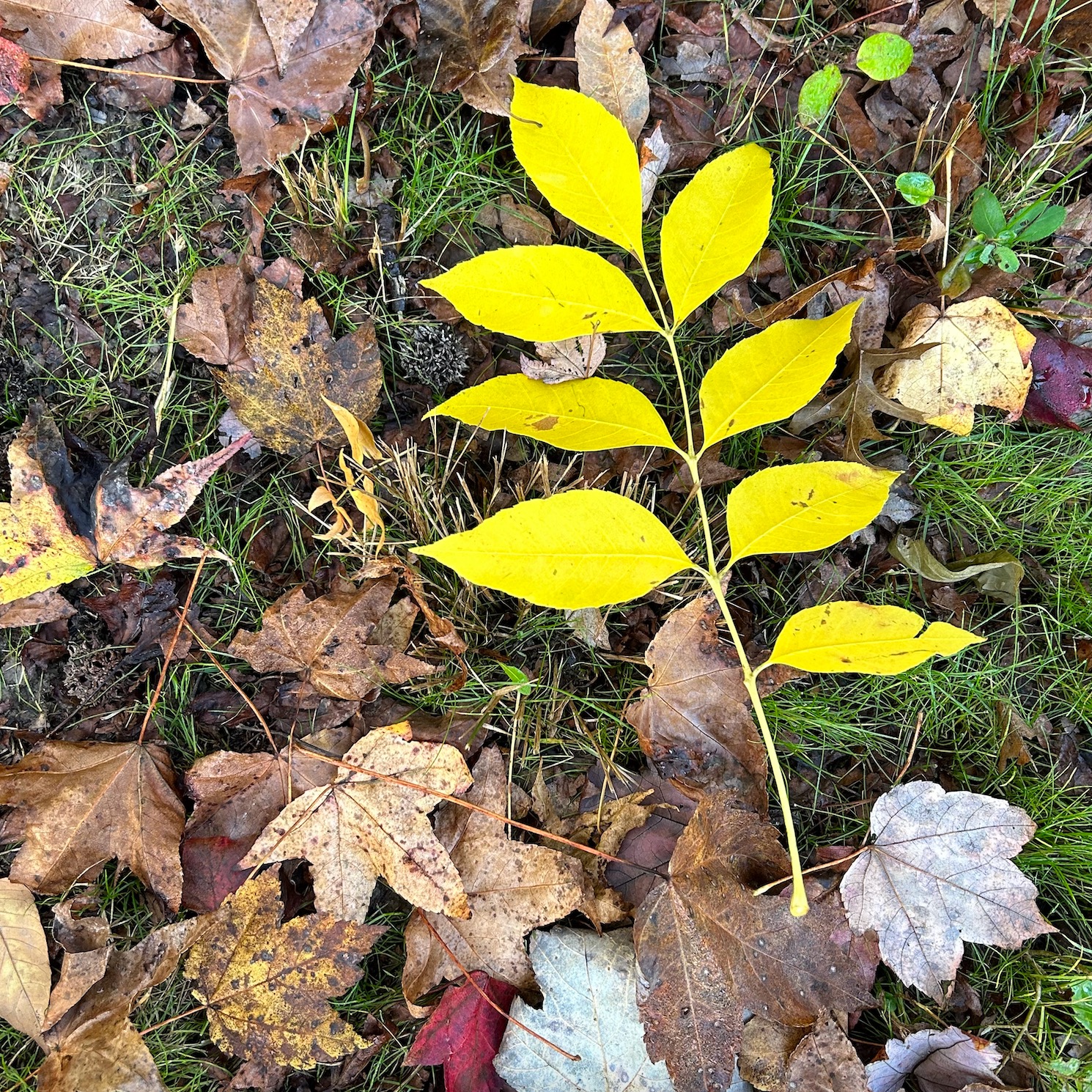 A bright yellow complex leaf on the ground with dry, dull brown leaves