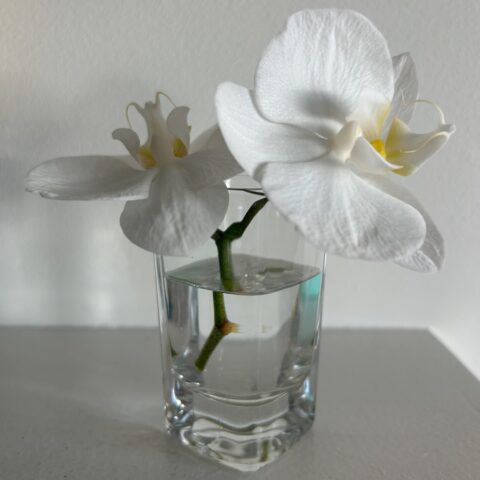 2 white orchid blooms, in a small glass