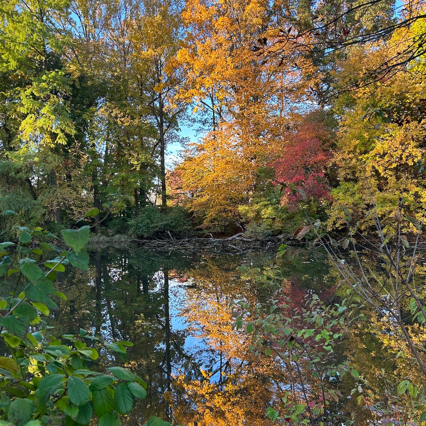 Trees in their autumn colors, reflecting off a lake