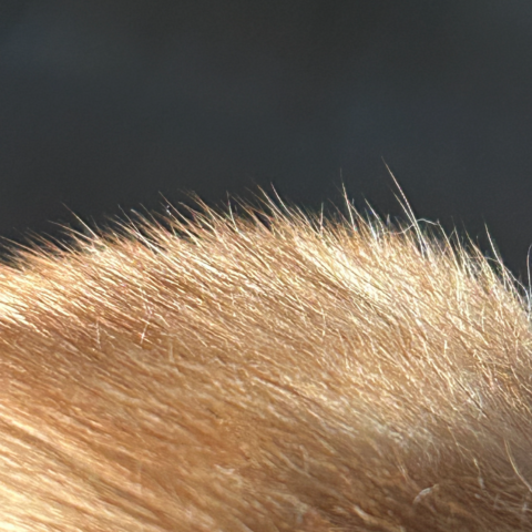 Closeup of bright tan fur against a black background