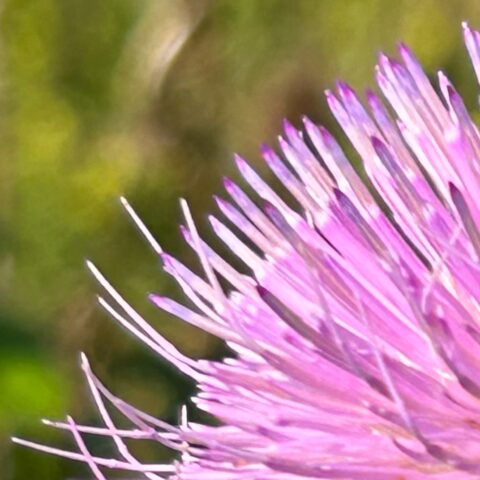 close up of pink thistle petals on a blurred green background