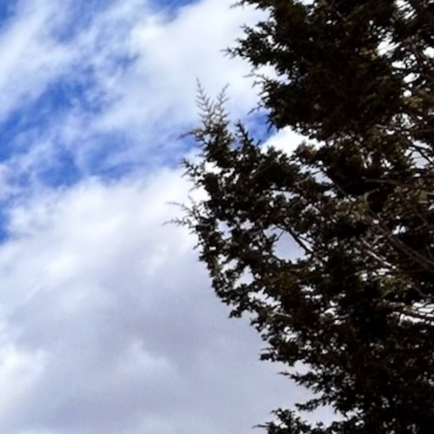 evergreen tree against a blue sky with white clouds