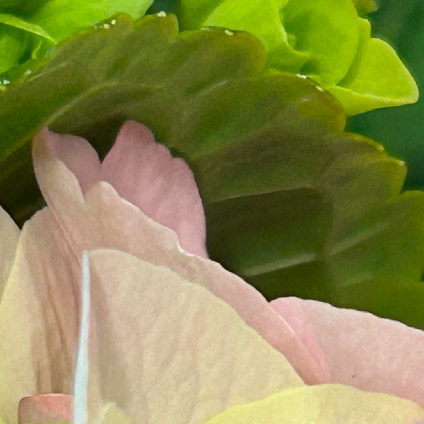 Close up of pink hydrangea petals with green leaves.