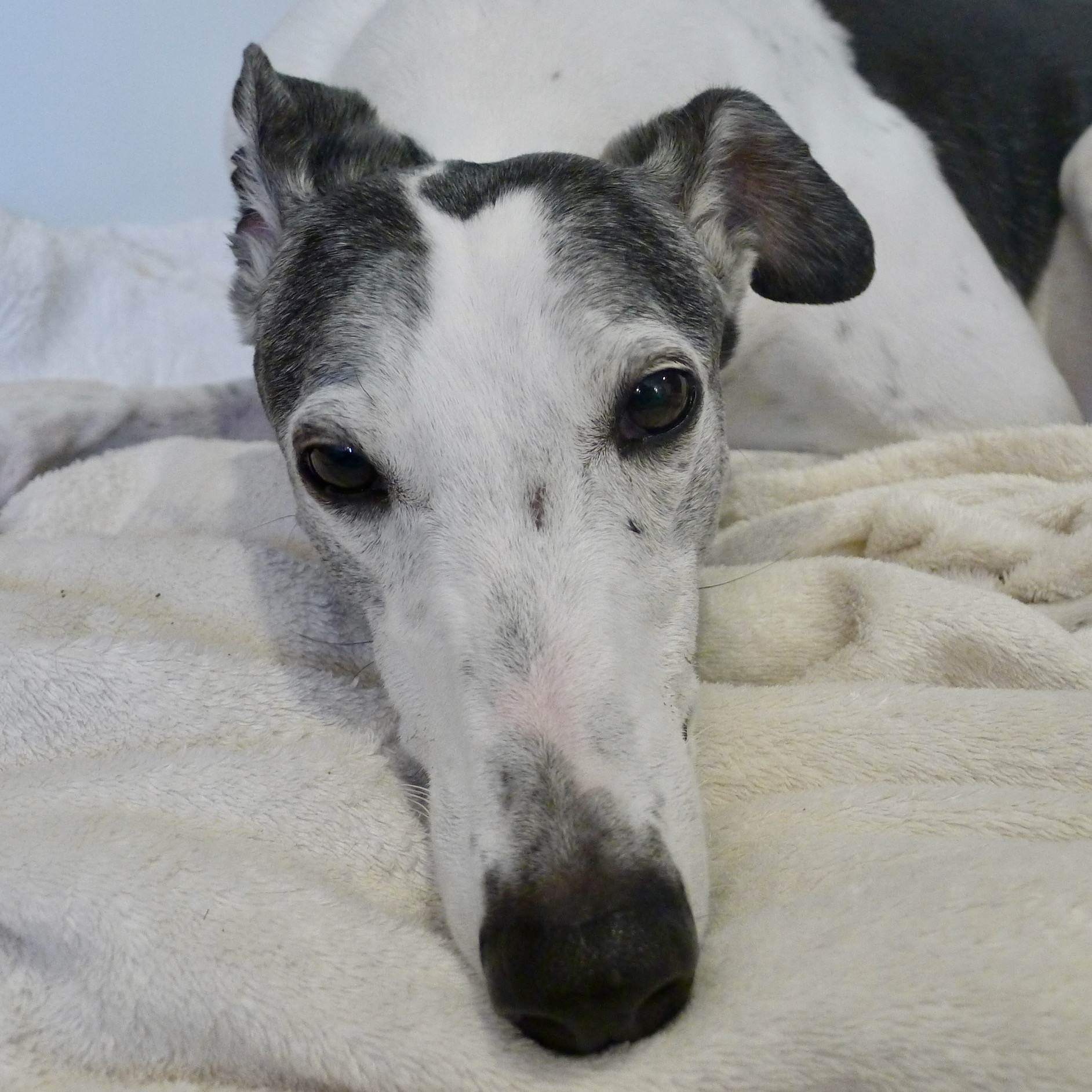 close up of Leda, a white & black greyhound