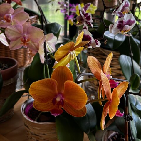 Many pots of orchids