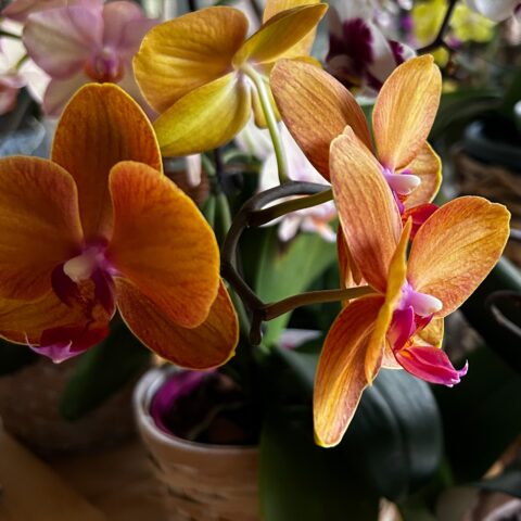 Close up of orange & pink orchids
