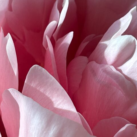Pink peony petals, close up