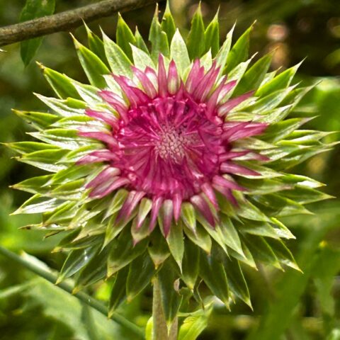 Closeup of a thistle, almost ready to open, bright pink surrounded by green