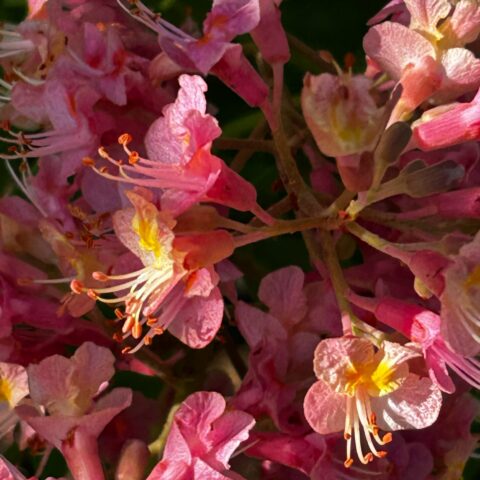 pink azalea flowers