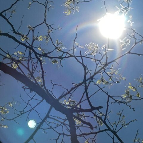 sun shining through tree branches against a blue sky