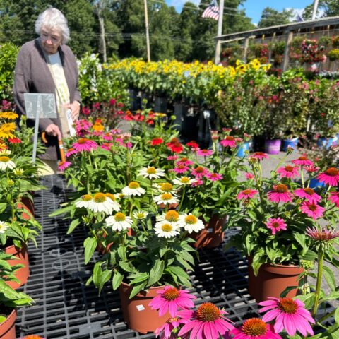 Mom Kucera, looking at blooming coneflowers at a nursery