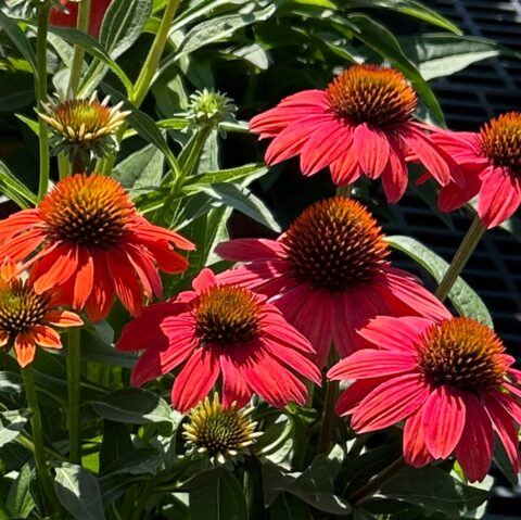 Close-up of bright magenta coneflowers