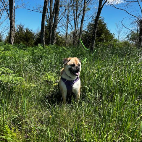 Roxie, surveying Beloved Field