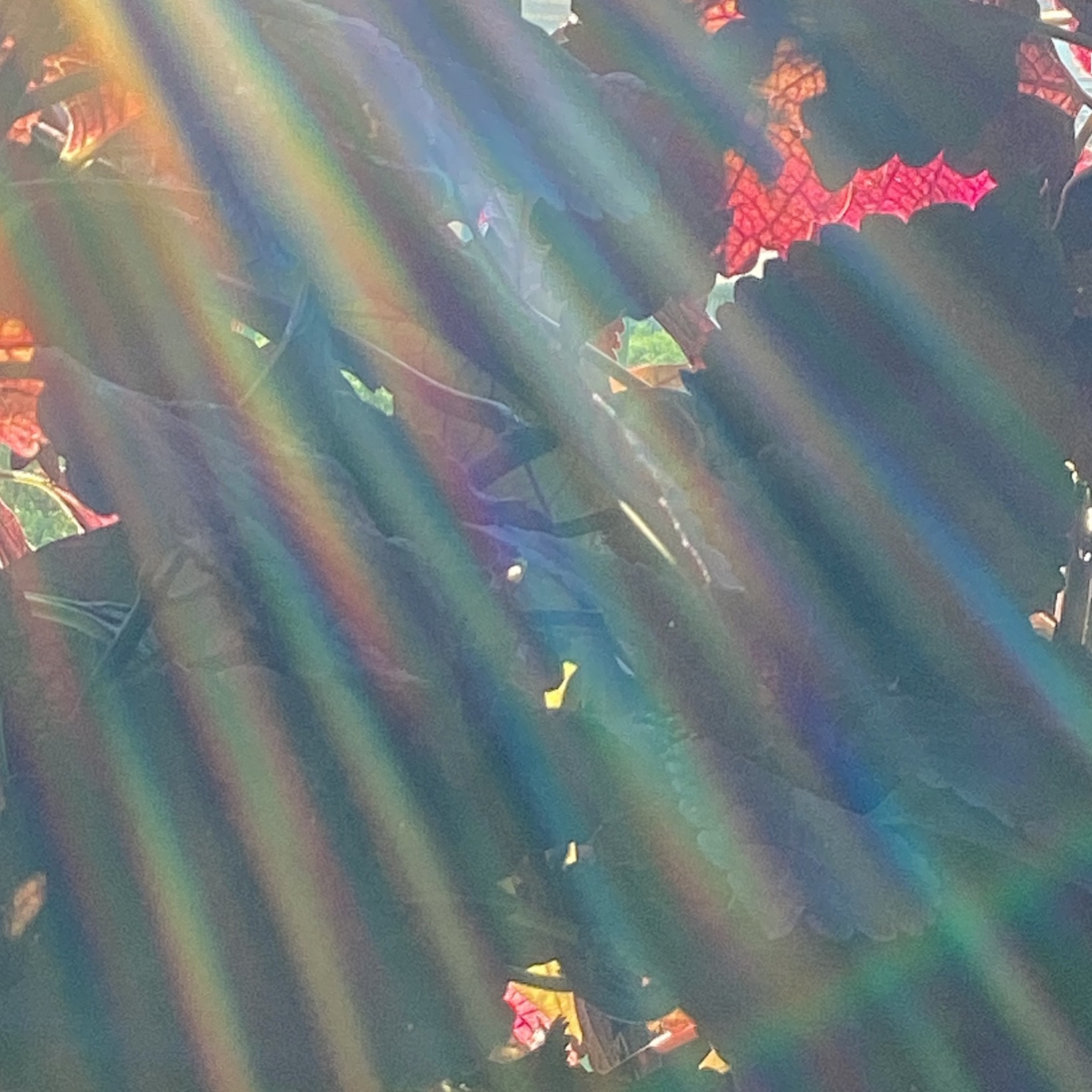 abstract prism of colorful ligh through leaves