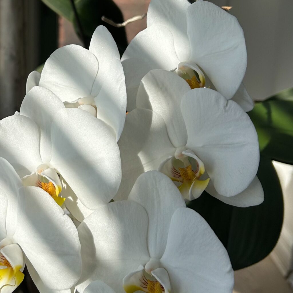 Orchids at sunset