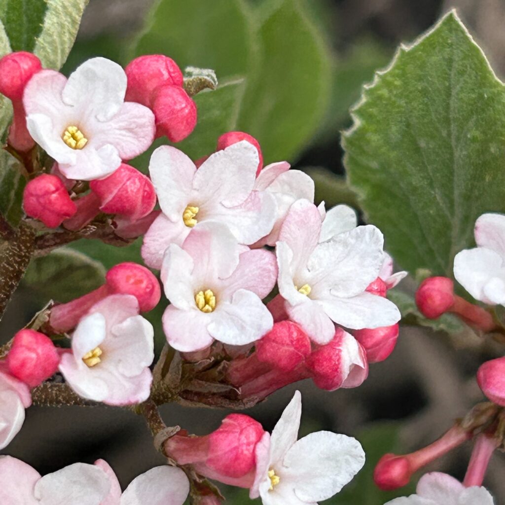 Closeup of viburnum flowers and buds