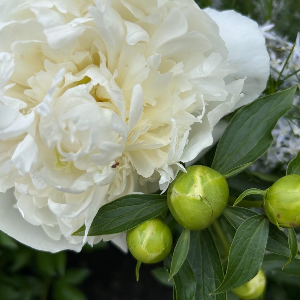 Open white peony flower with several buds, and an ant