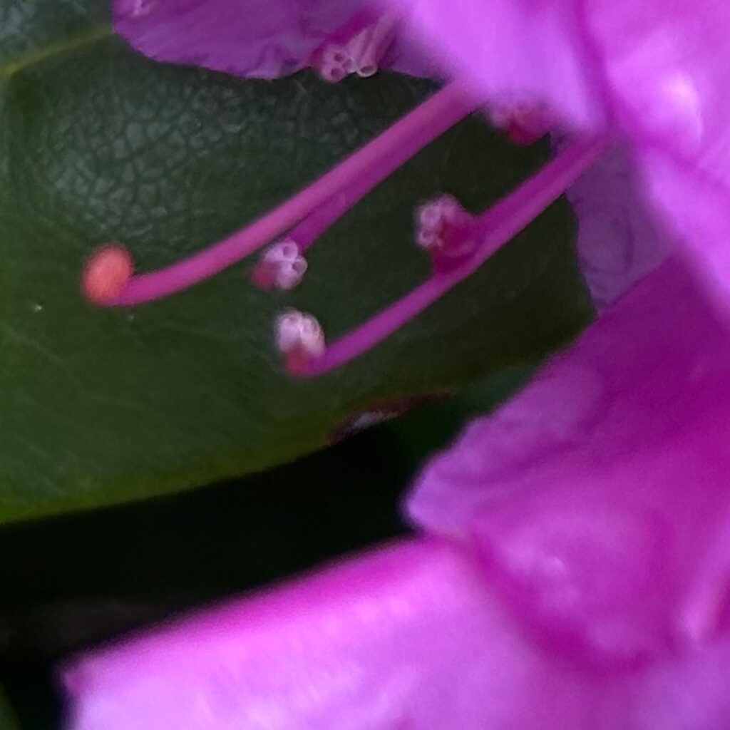 alzalea bloom, super close up