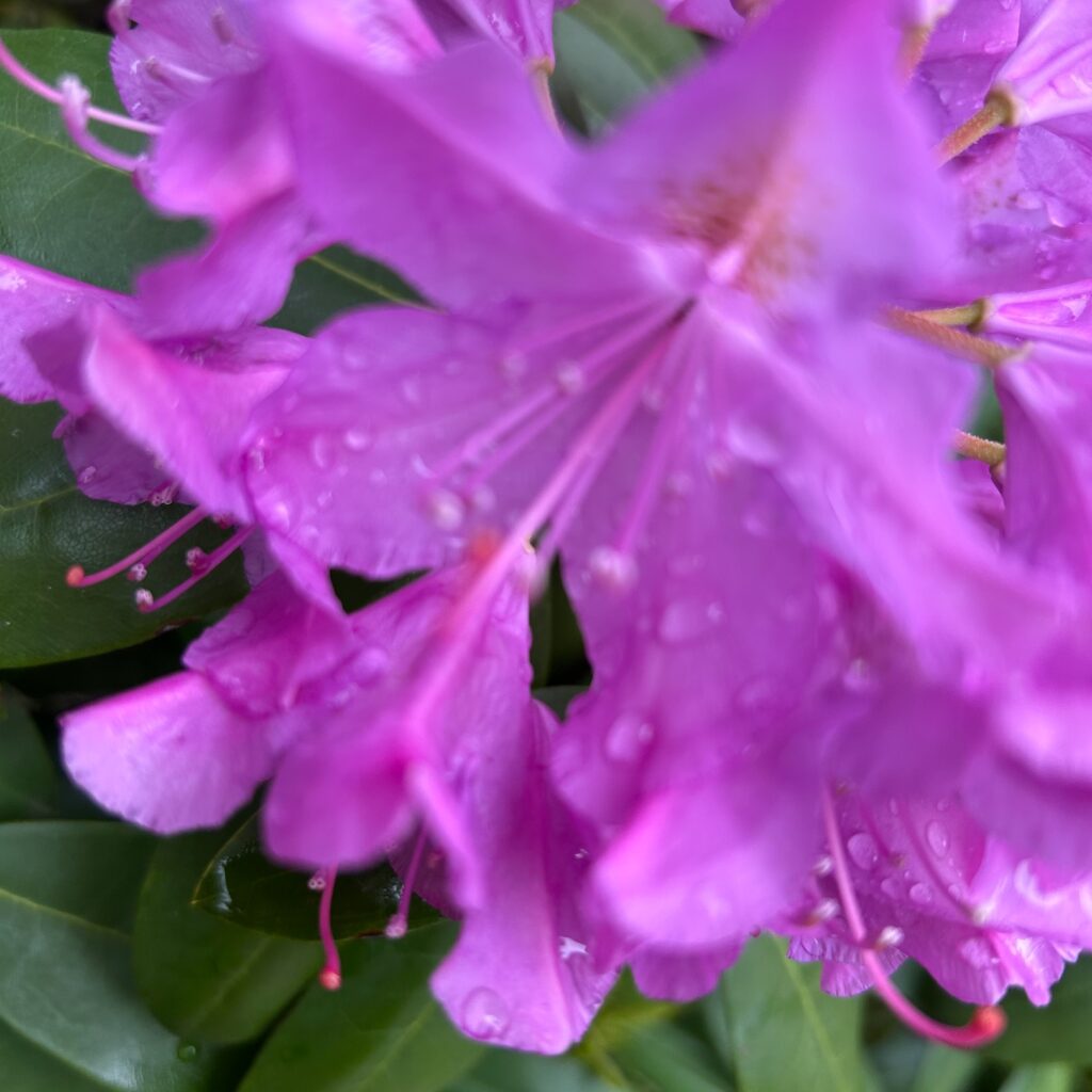 Azalea blossom moving in the wind