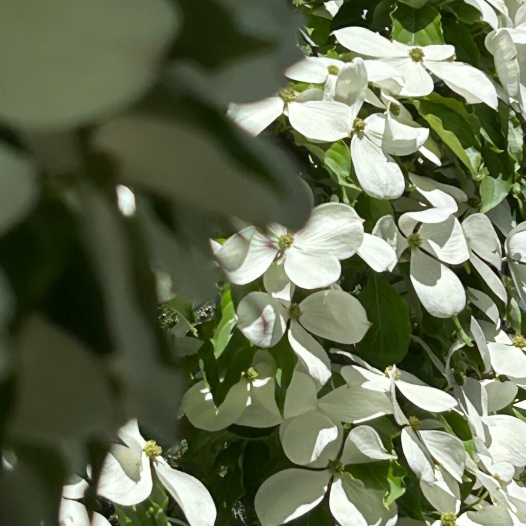 dogwood tree leaves & flowers