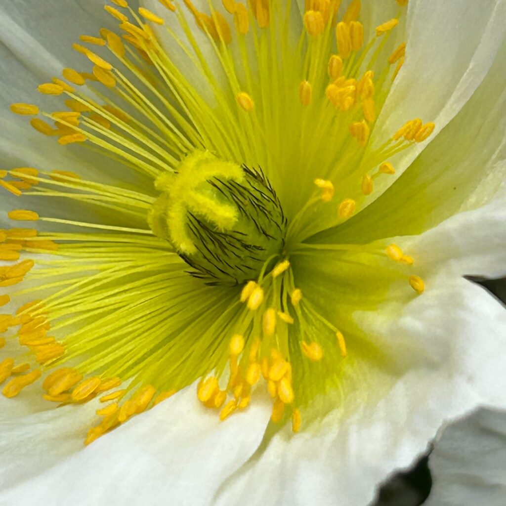 Closeup of a white poppy with yellow innards