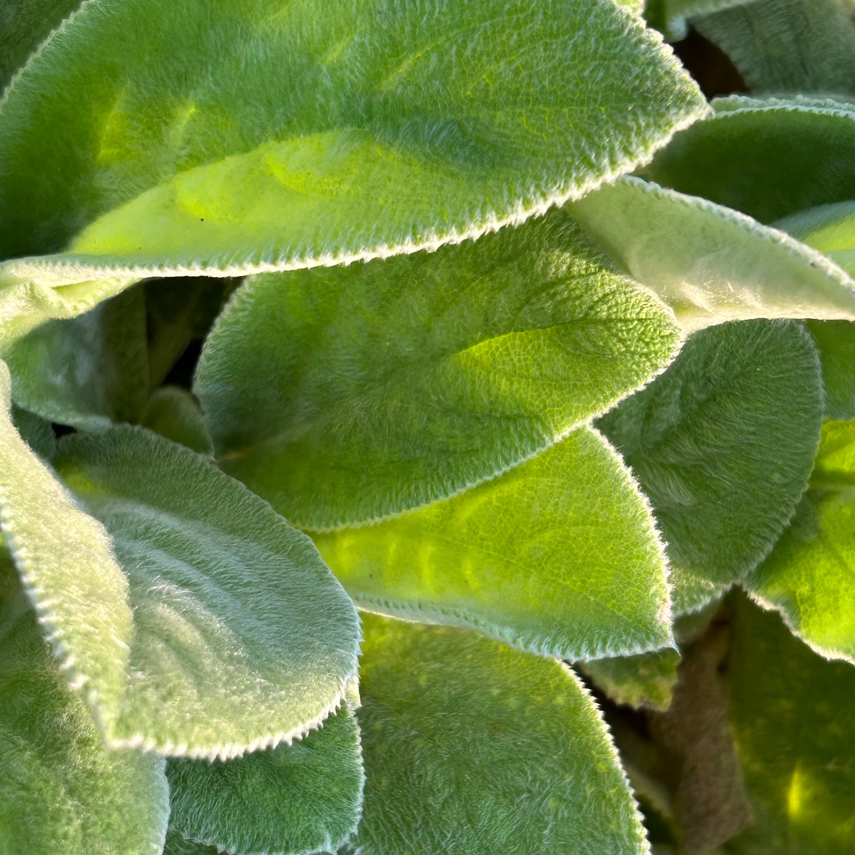 Soft green leaves